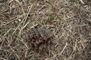 gal/cro 08/_thb_small-IMG_4683.JPG